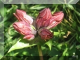 Purpurenzian