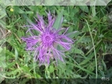 Flockenblume