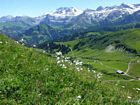 Paradieslilien