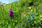 die ganze Palette an Bergblumen