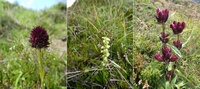 M&auml;nnertreu, unbekannte Orchideen, Purpurenzian